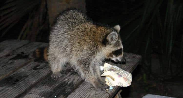 how to keep raccoons away from your campsite