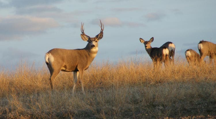 how important is scent control for deer hunters